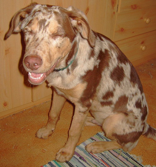 Freddie (Australian Cattle Dog, Australian Shepherd, Bardino, Podenco) Australian Cattle Dog Australian Shepherd Bardino Podenco 